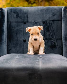 Okami -  Pit Bull Terrier Dog for Adoption in Simsbury, Connecticut - Okami | PetCurious