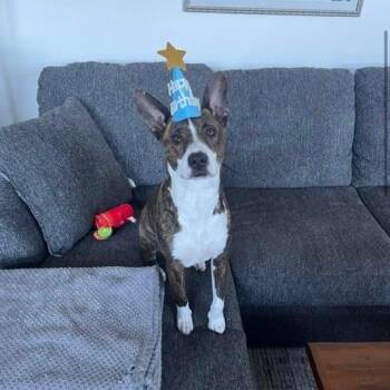 Clark -  Australian Cattle Dog Blue Heeler Dog for Adoption in Blairstown, New Jersey - Clark | PetCurious