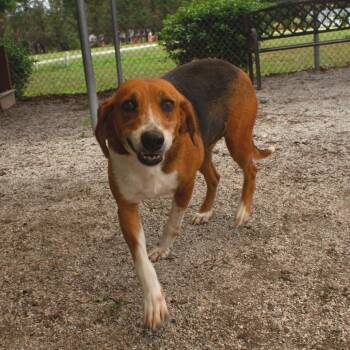 Sweet Pea -  Hound Dog for Adoption in Windsor, Virginia - Sweet Pea | PetCurious