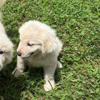 OSCAR (GPP6) -  Great Pyrenees Dog for Adoption in Stuart, Virginia - OSCAR (GPP6) | PetCurious