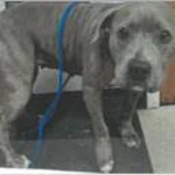 Diana -  Mixed Breed Dog for Adoption in West Palm Beach, Florida - Diana | PetCurious