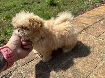 Winnie Apr 26 - Dazzle Pup -  Pekingese Dog for Adoption in Pacolet, South Carolina - Winnie Apr 26 - Dazzle Pup | PetCurious