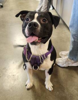 Rescue Pit Bull Terrier Dogs for Adoption in Mason City, Iowa - Meatloaf | PetCurious