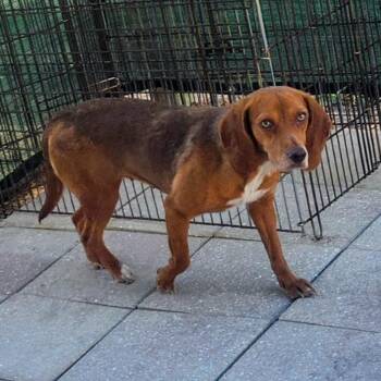 Rescue Beagle Dogs for Adoption in Clewiston, Florida - Robin (more Pics Coming Soon!) | PetCurious