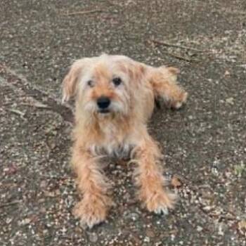 Kevin -  Terrier Dog for Adoption in Portland, Oregon - Kevin | PetCurious