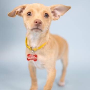 Lulu -  Mixed Breed Dog for Adoption in Portland, Oregon - Lulu | PetCurious