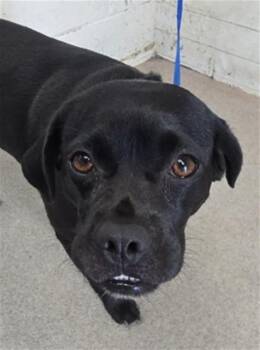 DRATINI -  Labrador Retriever and Pug Dog for Adoption in San Bernardino, California - DRATINI | PetCurious