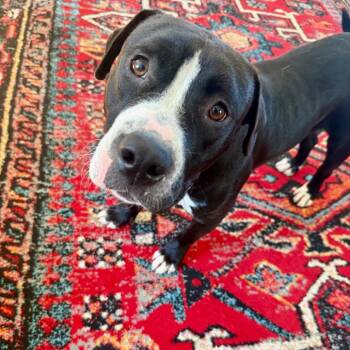 Rescue Pit Bull Terrier Dogs for Adoption in Los Angeles, California - Wesley | PetCurious