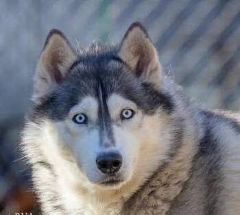 Husky Dogs Available for Adoption - Jenna | PetCurious