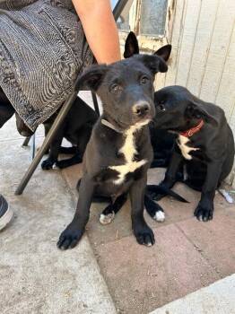 Blue -  Shepherd and Mixed Breed Dog for Adoption in Los Angeles, California - Blue | PetCurious