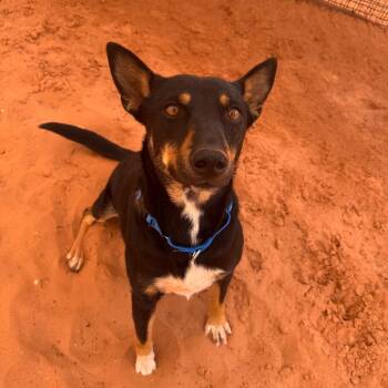 Kona -  Shepherd and Mixed Breed Dog for Adoption in Kanab, Utah - Kona | PetCurious