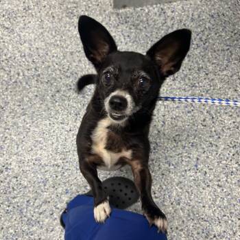 Lucy -  Chihuahua Dog for Adoption in Greenville, South Carolina - Lucy | PetCurious