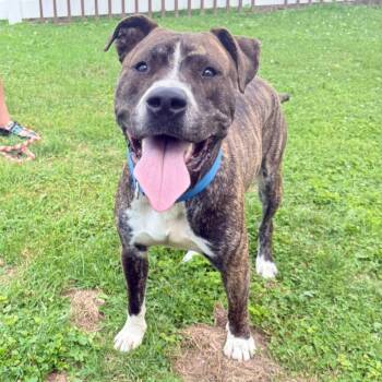 Roscoe -  Pit Bull Terrier Dog for Adoption in Brockport, New York - Roscoe | PetCurious