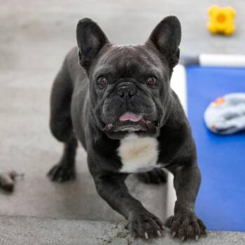 Inigo (AG26-164) -  French Bulldog Dog for Adoption in Peyton, Colorado - Inigo (AG26-164) | PetCurious