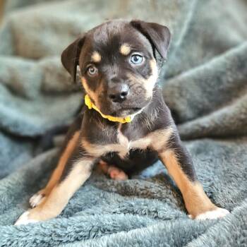 Husky and Pit Bull Terrier Dogs Available for Adoption - William | PetCurious