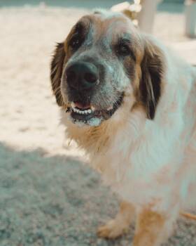 Zephyr -  Great Pyrenees and Saint Bernard Dog for Adoption in Cincinnati, Ohio - Zephyr | PetCurious