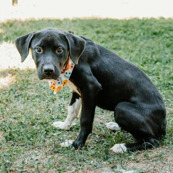 Rescue Labrador Retriever and Pit Bull Terrier Dogs for Adoption in Patchogue, New York - Rayna | PetCurious