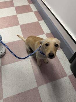 Freddy -  Dachshund and Mixed Breed Dog for Adoption in Ontario, California - Freddy | PetCurious