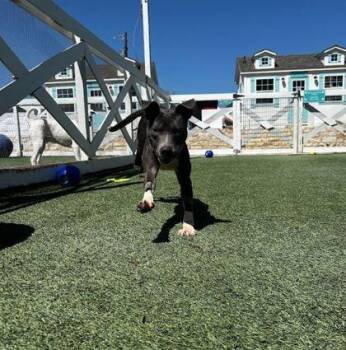 Slate -  Pit Bull Terrier and Mixed Breed Dog for Adoption in Fort Worth, Texas - Slate | PetCurious