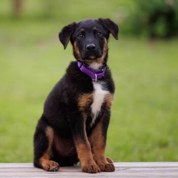Rottweiler and German Shepherd Dog Dogs Available for Adoption in Kyle, Texas - STUBBS | PetCurious