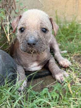 Ragnar -  Xoloitzcuintli Mexican Hairless Dog for Adoption in Corona, California - Ragnar | PetCurious