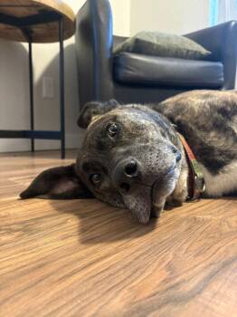 Gravy -  Shepherd Dog for Adoption in Spokane, Washington - Gravy | PetCurious