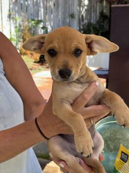 Peanut Butter -  Chihuahua and Dachshund Dog for Adoption in Silverdale, Washington - Peanut Butter | PetCurious