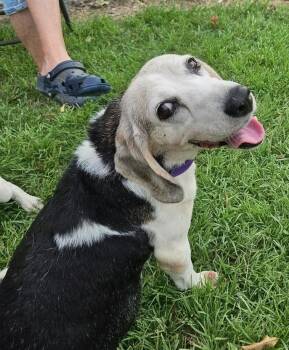 Patience -  Beagle Dog for Adoption in Dunnellon, Florida - Patience | PetCurious