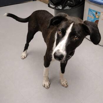 Alfie D46451 -  Border Collie and Mixed Breed Dog for Adoption in Corsicana, Texas - Alfie D46451 | PetCurious