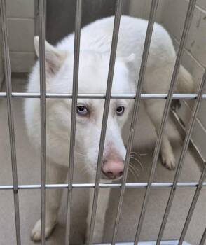 Siberian Husky Dogs Available for Adoption in Decatur, Illinois - CHALK | PetCurious
