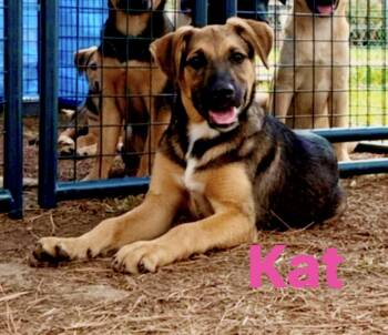 Kat -  Black Mouth Cur Dog for Adoption in Pembroke, Massachusetts - Kat | PetCurious