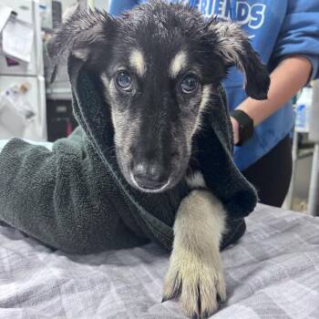Talon -  Shepherd and Mixed Breed Dog for Adoption in Bismarck, North Dakota - Talon | PetCurious