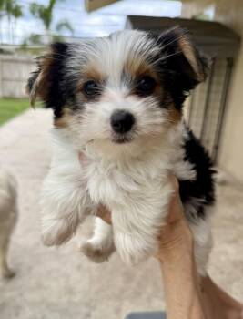 Mary Parti Yorkie Hypoallergenic -  Yorkshire Terrier Dog for Adoption in Boca Raton, Florida - Mary Parti Yorkie Hypoallergenic | PetCurious