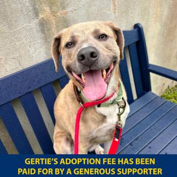 Gertie -  Mixed Breed Dog for Adoption in New York, New York - Gertie | PetCurious