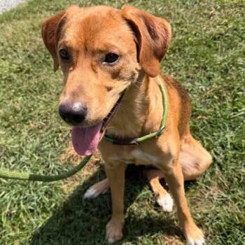 Pumpkin* -  Mixed Breed Dog for Adoption in Waynesville, North Carolina - Pumpkin* | PetCurious