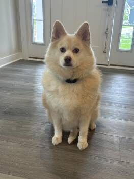 Rescue Siberian Husky and Pomeranian Dogs for Adoption in Winston, Oregon - Buddy | PetCurious