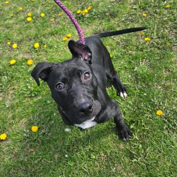Mixed Breed Dogs Available for Adoption in Binghamton, New York - Minnie | PetCurious