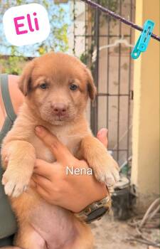 ELI (out of town) -  Labrador Retriever and Shepherd Dog for Adoption in New York, New York - ELI (out Of Town) | PetCurious