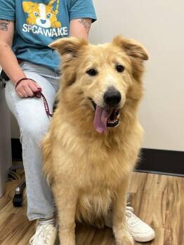 Toot -  Mixed Breed Dog for Adoption in Raleigh, North Carolina - Toot | PetCurious