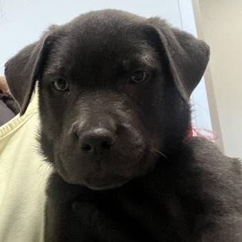 Labrador Retriever and Mixed Breed Dogs Available for Adoption in Austin, Texas - Stetson | PetCurious