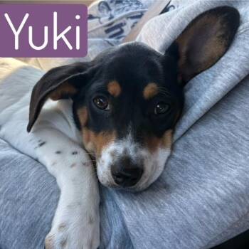 Beagle Dogs Available for Adoption - YUKI | PetCurious