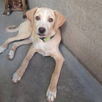 Jeeves -  Mixed Breed and Retriever Dog for Adoption in Casa Grande, Arizona - Jeeves | PetCurious