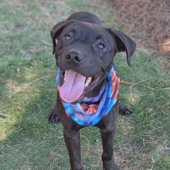 Roux -  Labrador Retriever Dog for Adoption in Helena, Alabama - Roux | PetCurious