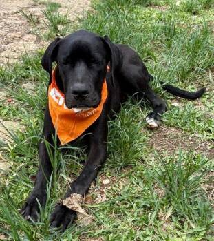 Nyx -  Great Dane Dog for Adoption in North Reading, Massachusetts - Nyx | PetCurious
