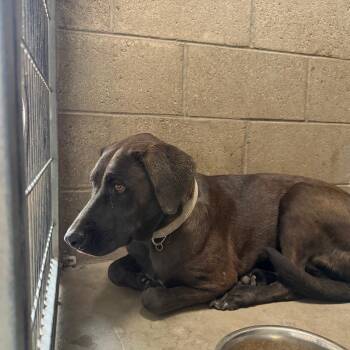 Smurf -  Chocolate Labrador Retriever Dog for Adoption in Yuma, Arizona - Smurf | PetCurious