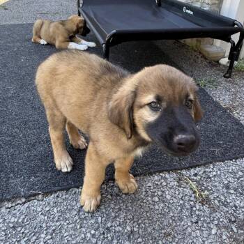 Raven Pup: Red Man -  Doberman Pinscher and Mixed Breed Dog for Adoption in Falls Church, Virginia - Raven Pup: Red Man | PetCurious