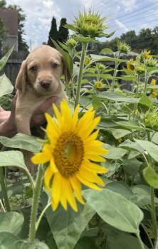 Merlin -  Spaniel and Terrier Dog for Adoption in Berlin, New Jersey - Merlin | PetCurious