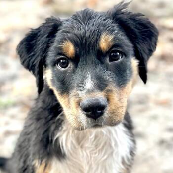 Bernie -  Australian Shepherd Dog for Adoption in Richmond, Virginia - Bernie | PetCurious