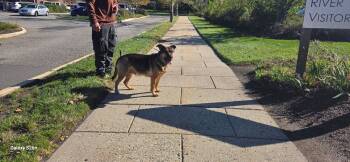 Cookie -  German Shepherd Dog Dog for Adoption in Caldwell, New Jersey - Cookie | PetCurious