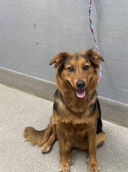 CAMBRIDGE -  German Shepherd Dog Dog for Adoption in Las Vegas, Nevada - CAMBRIDGE | PetCurious